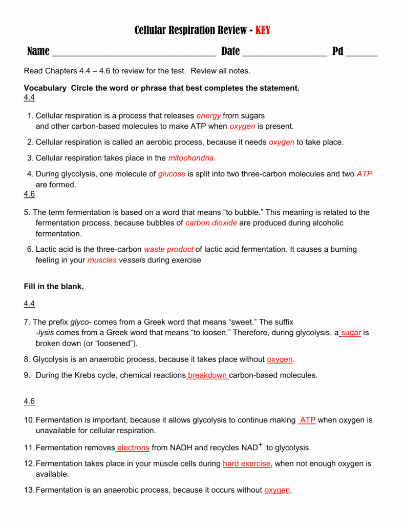 Atp Worksheet Answer Key Luxury Cellular Respiration Review