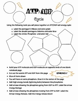 Atp Worksheet Answer Key New atp and Adp Energy Cycle Build by ashley S Interactive