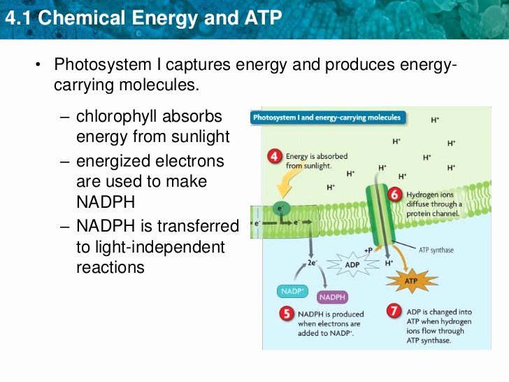 Atp Worksheet Answer Key New atp Chemical Energy Worksheet for High School atp Best