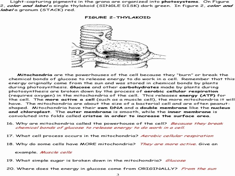 Atp Worksheet Answer Key New Chloroplasts and Mitochondria Autosaved Free