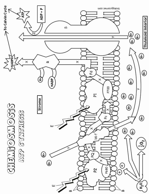 Atp Worksheet Answer Key New Jstonbraker [licensed for Non Mercial Use Only