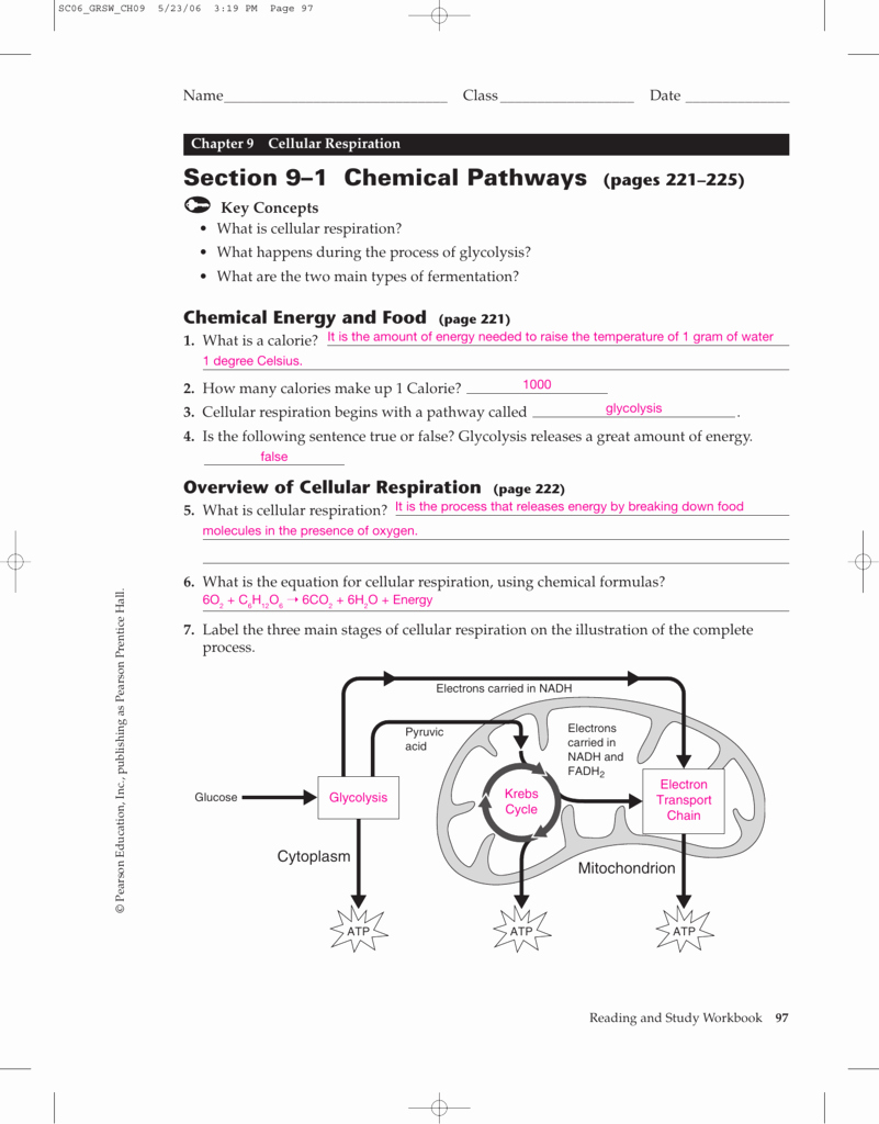 Atp Worksheet Answer Key Unique Anaerobic Pathways for atp Production Worksheet