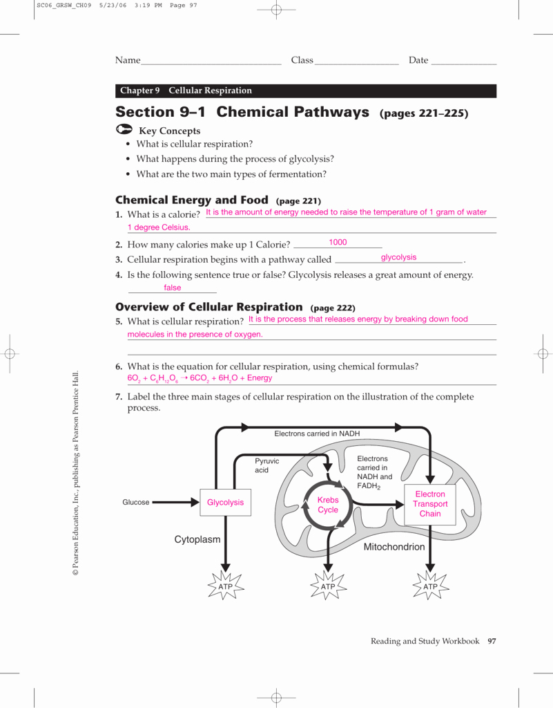 50 Atp Worksheet Answer Key