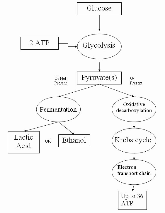 Atp Worksheet Answer Key Unique Cellular Respiration Simple English the Free