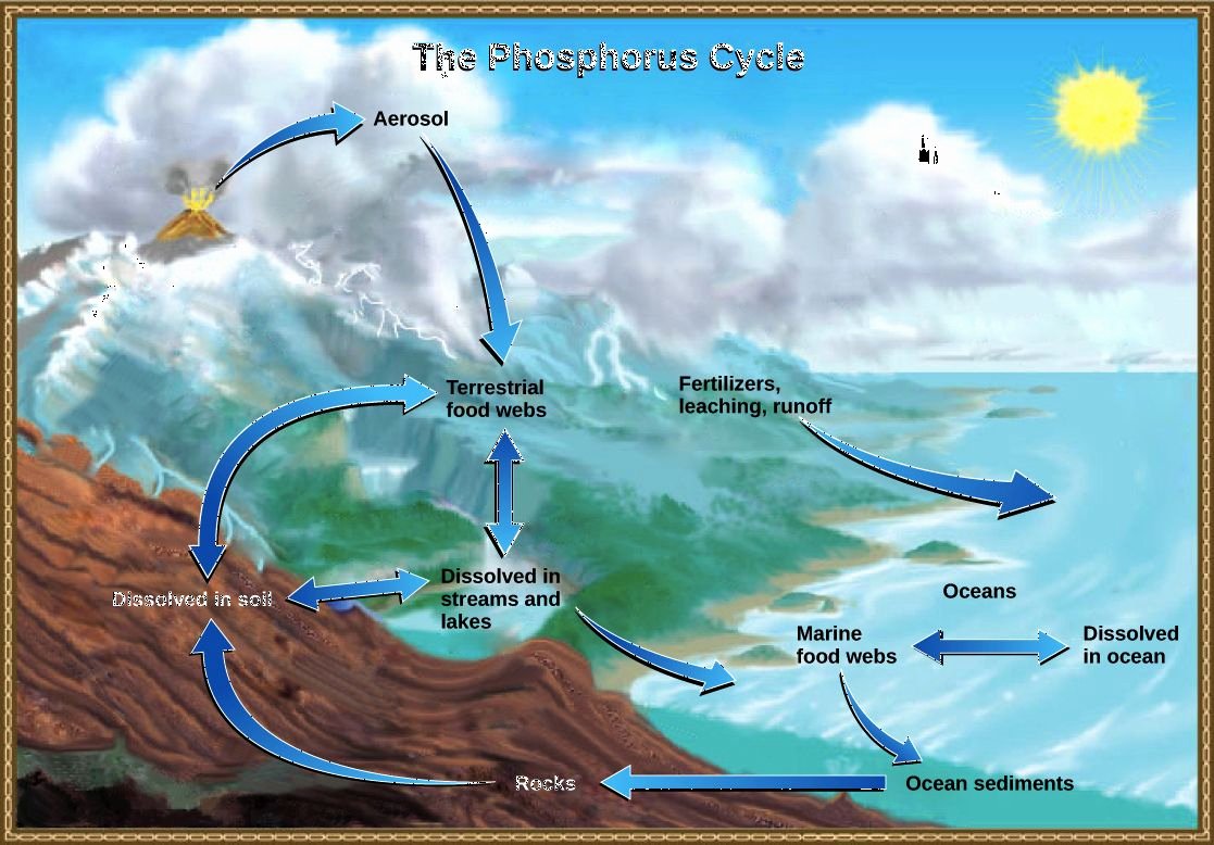 Biogeochemical Cycles Worksheet Answers Awesome Biogeochemical Cycles Worksheet Answer Key