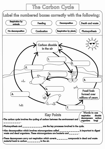 Biogeochemical Cycles Worksheet Answers New Water Carbon and Nitrogen Cycle Worksheet Answers