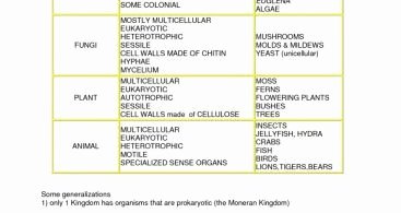 Biological Classification Worksheet Answer Key Unique Food Web assignment Answer Key