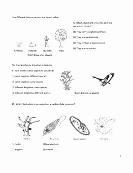 Biological Classification Worksheet Answers Lovely Middle School Biology Worksheet Classification by