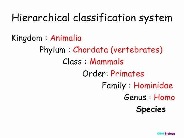 Biological Classification Worksheet Answers New Biological Classification Worksheet