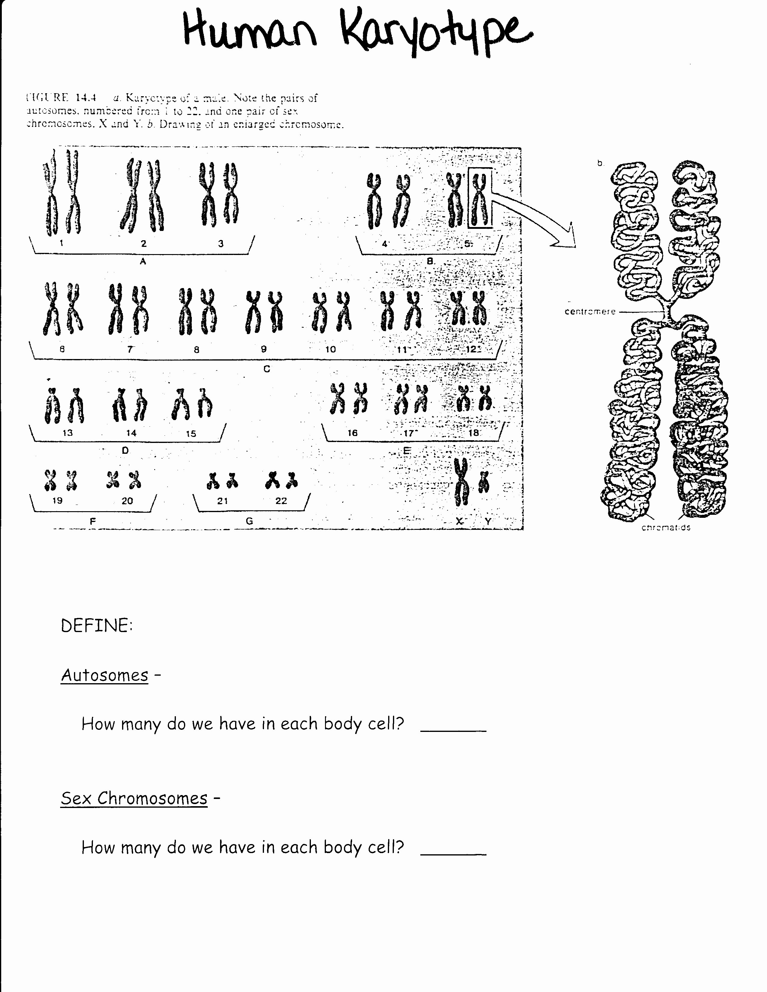 50 Biology Karyotype Worksheet Answers Key