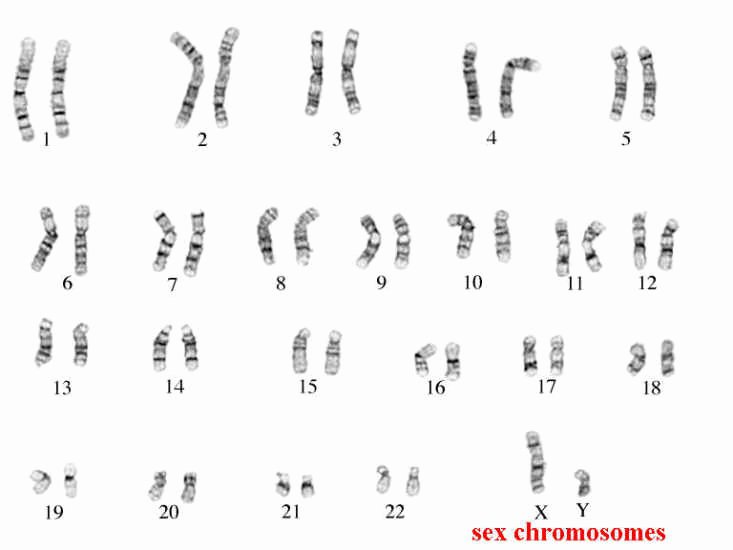 post karyotype worksheet answers biology