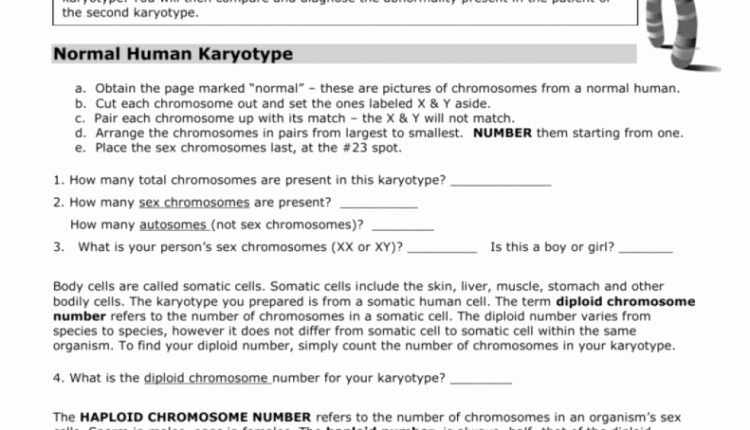 Biology Karyotype Worksheet Answers Key Best Of Unbelievable A Chromosome Study the Biology Corner E