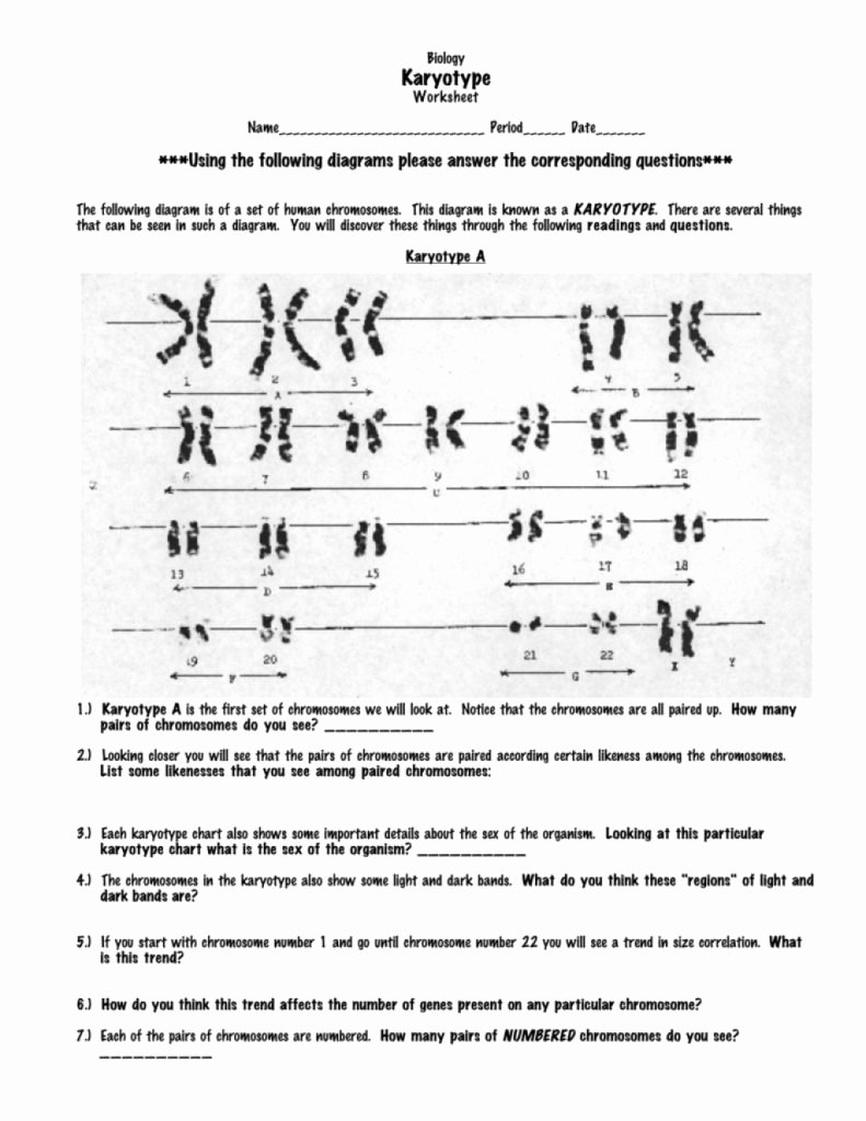 Biology Karyotype Worksheet Answers Key Lovely by Using This Biology Karyotype Worksheet Answers Key You