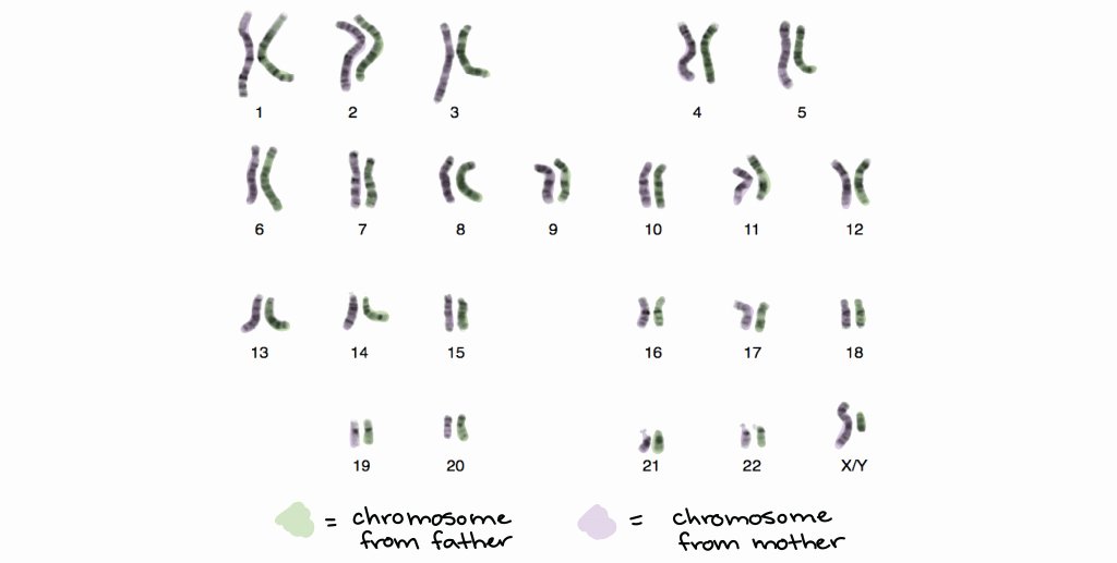 Biology Karyotype Worksheet Answers Key New Downloadable Template Of Chromosomes Article Khan Academy