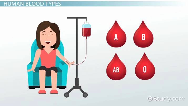 Blood Type and Inheritance Worksheet Elegant Blood Type Inheritance In Humans Video &amp; Lesson