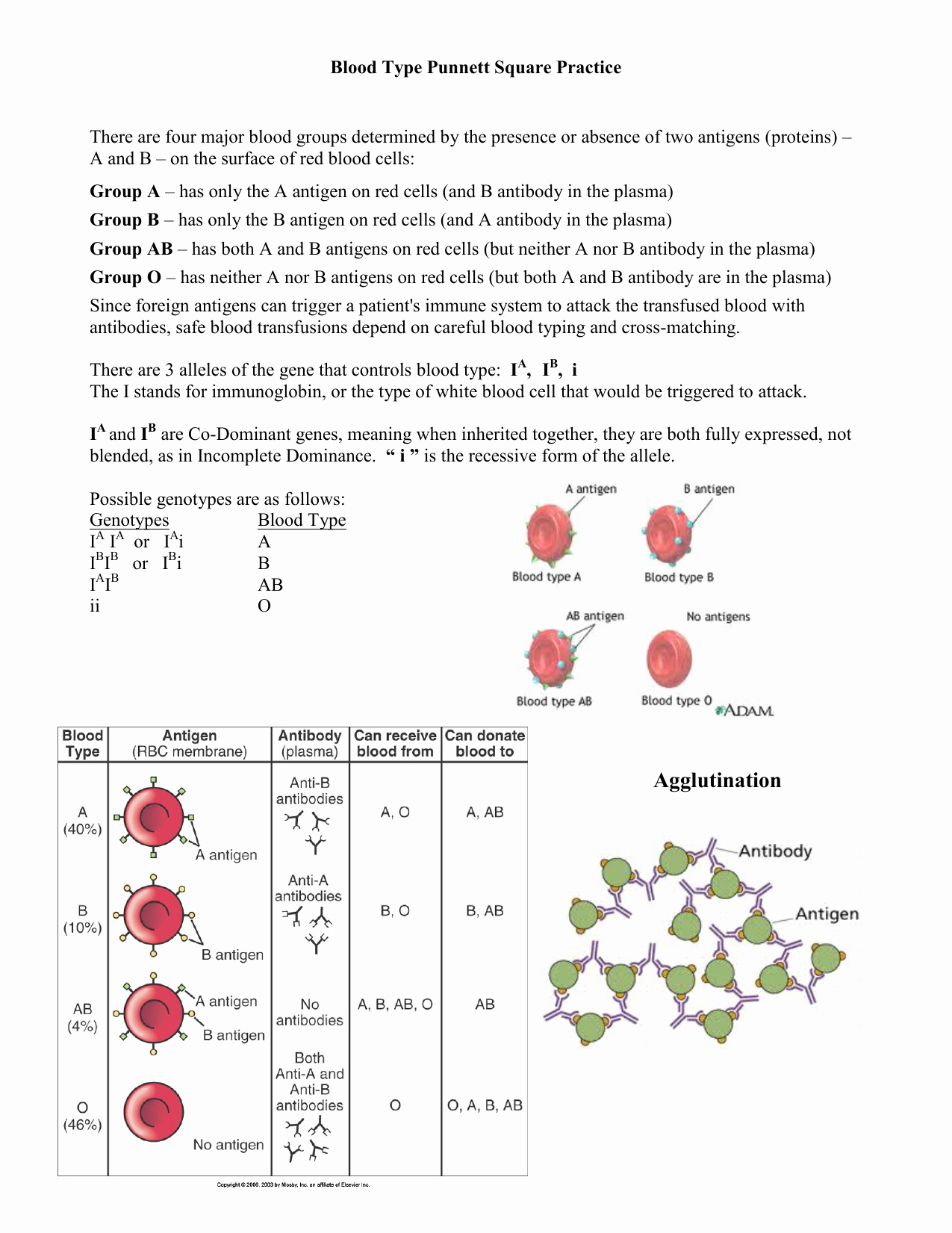 Blood Type and Inheritance Worksheet Inspirational Punnett Square Practice Worksheets