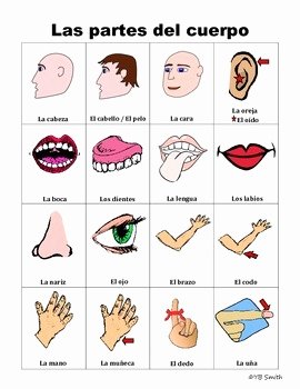 Body Parts In Spanish Worksheet Awesome Spanish Body Parts Picture Notes Set by Spanish Resource