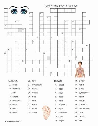 Body Parts In Spanish Worksheet Lovely Parts Of the Body — 14 Puzzle Packet