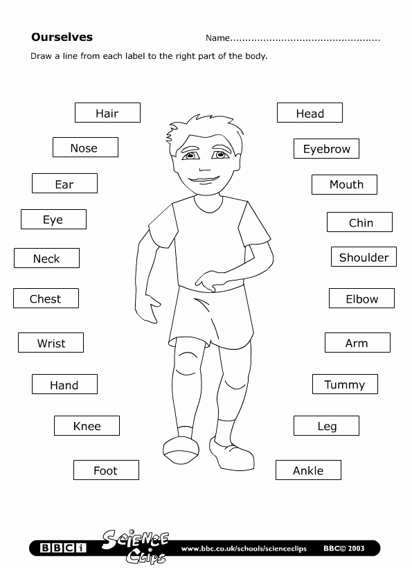 Body Parts In Spanish Worksheet Lovely Parts Of the Body Worksheet