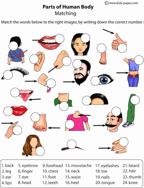 50-body-parts-in-spanish-worksheet