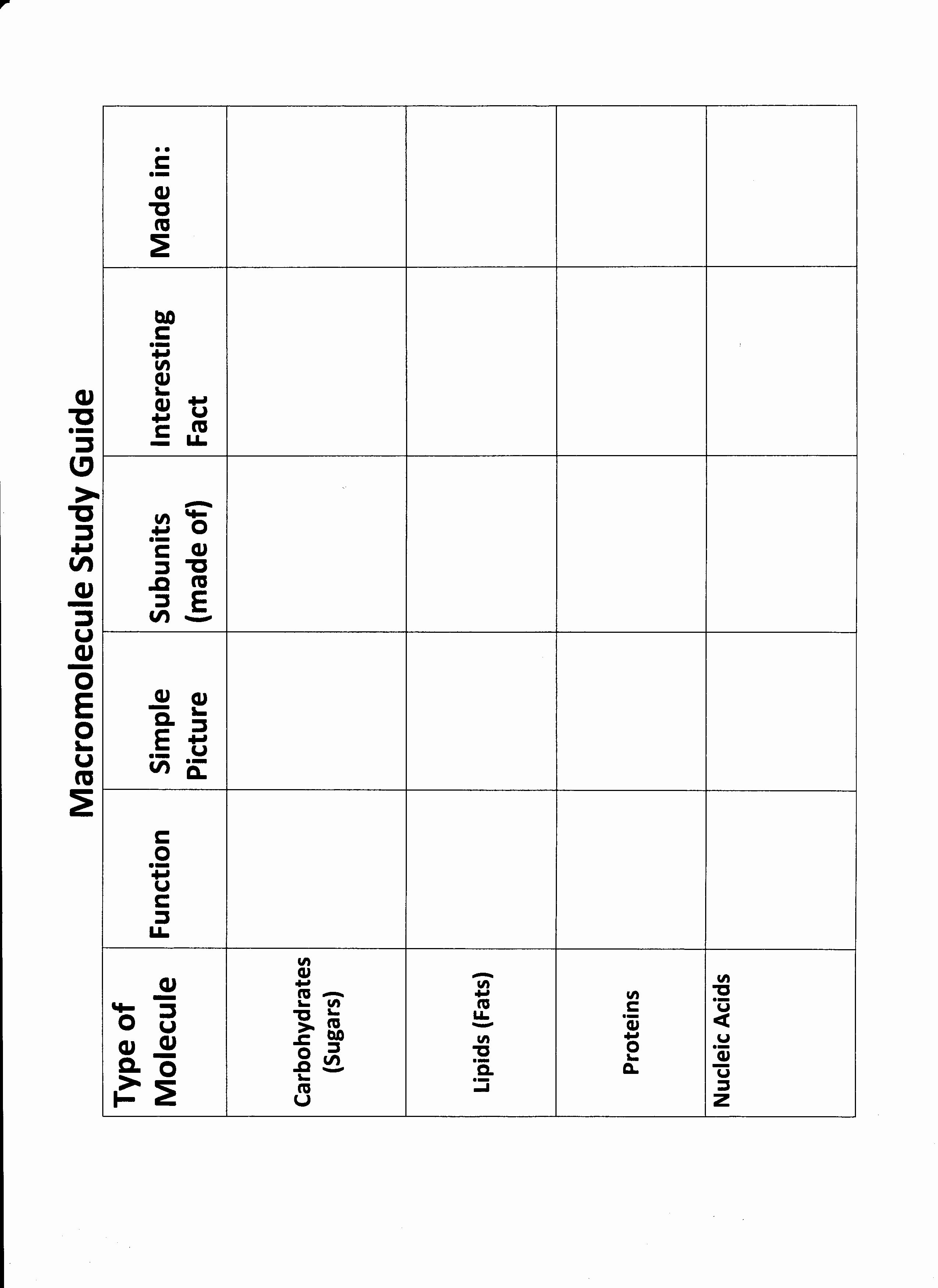 Building Macromolecules Worksheet Answers Awesome 10 Best Of Carbohydrate Worksheet Activity