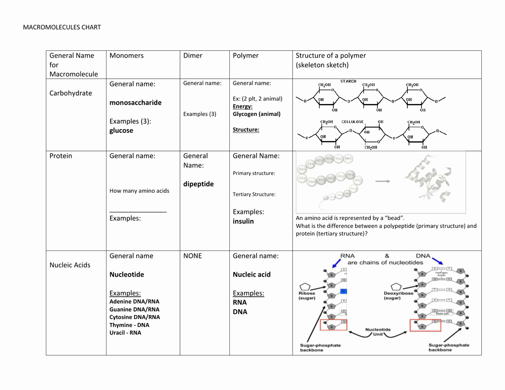 Building Macromolecules Worksheet Answers Lovely Macromolecules Chart General Name for Macromolecule