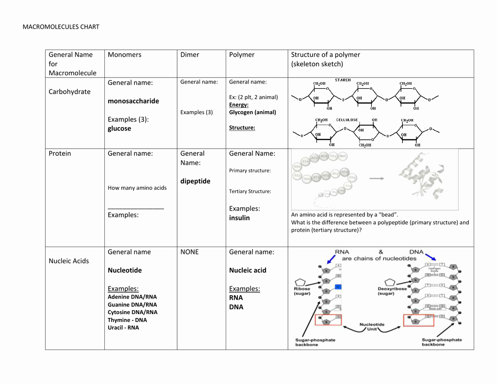 Building Macromolecules Worksheet Answers