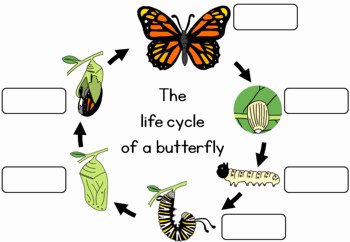 Butterfly Life Cycle Worksheet Awesome butterfly Life Cycle Worksheet by Little Blue orange