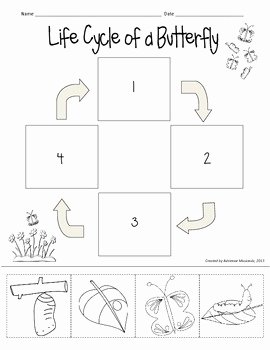 Butterfly Life Cycle Worksheet Awesome Life Cycle butterfly Worksheet