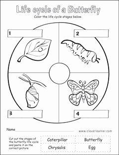 Butterfly Life Cycle Worksheet Beautiful butterfly Life Cycle Activity Worksheet for Preschools