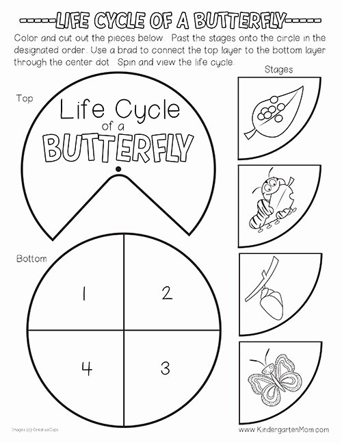 Butterfly Life Cycle Worksheet Beautiful Science Archives Kindergarten Mom