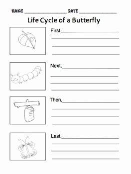 Butterfly Life Cycle Worksheet Beautiful the Life Cycle Of the butterfly Przyroda