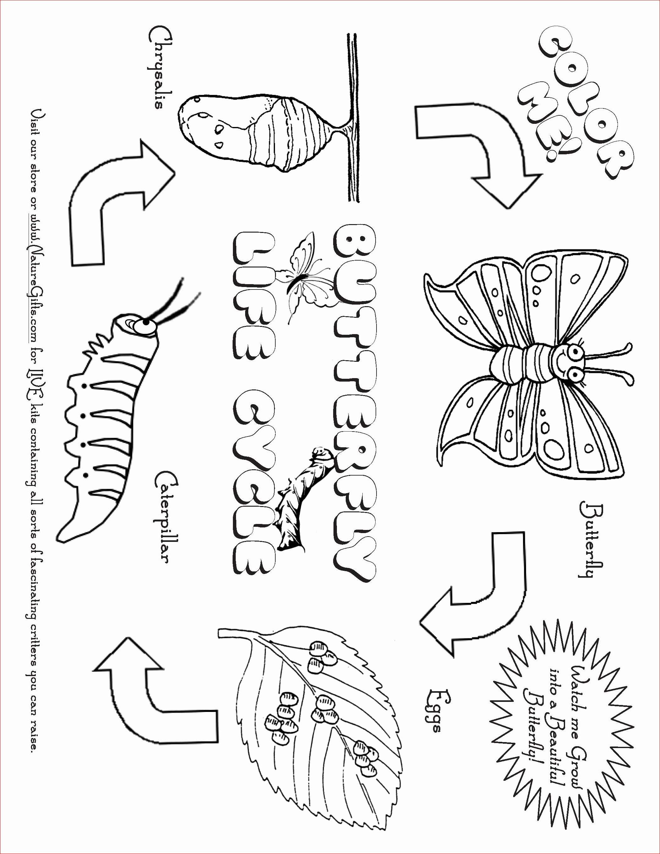 Butterfly Life Cycle Worksheet Best Of 42 butterfly Life Cycle Coloring Pages Life Cycle A