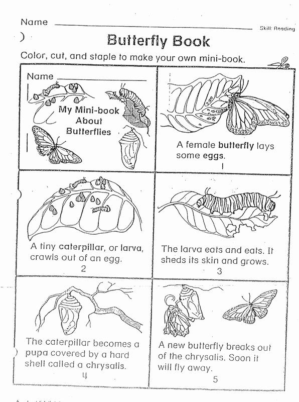 Butterfly Life Cycle Worksheet Elegant Day 1 Introduction to butterfly Life Cycles Elementary