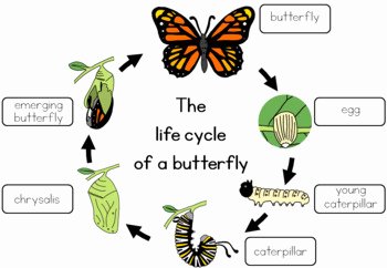 Butterfly Life Cycle Worksheet Fresh butterfly Life Cycle Worksheet by Little Blue orange