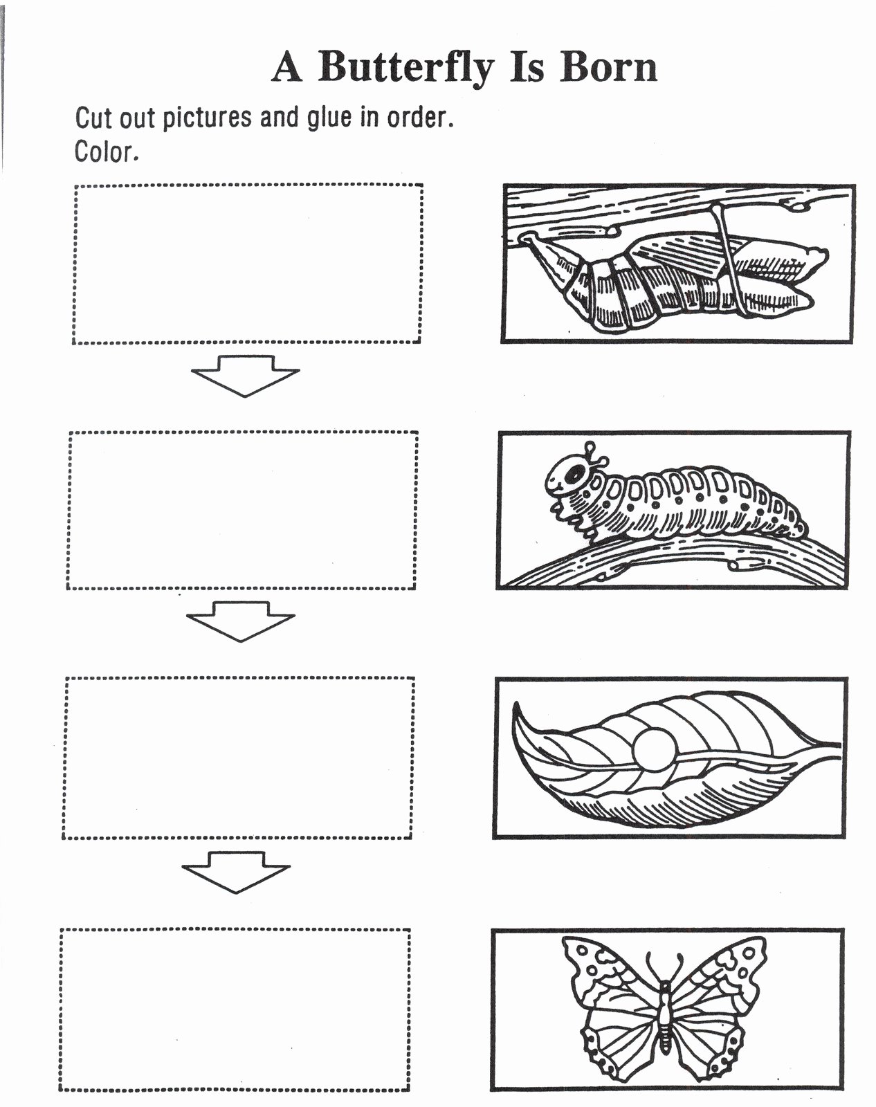 Butterfly Life Cycle Worksheet Fresh butterfly S Life Cycle Activity