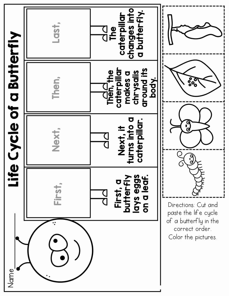 Butterfly Life Cycle Worksheet Fresh Life Cycle Of A butterfly