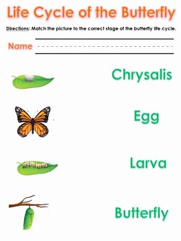 Butterfly Life Cycle Worksheet Fresh Life Cycle Of the butterfly Worksheet by the Turquoise