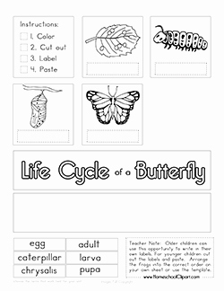 Butterfly Life Cycle Worksheet Inspirational butterfly Clipart Coloring &amp; Worksheets Homeschool Clipart
