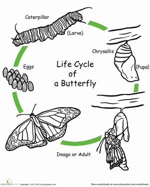 Butterfly Life Cycle Worksheet Lovely Color the Life Cycle butterfly