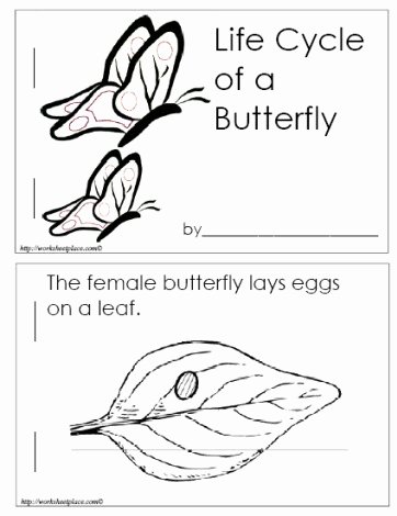 Butterfly Life Cycle Worksheet Lovely Life Cycle Of A butterfly Booklet Worksheets