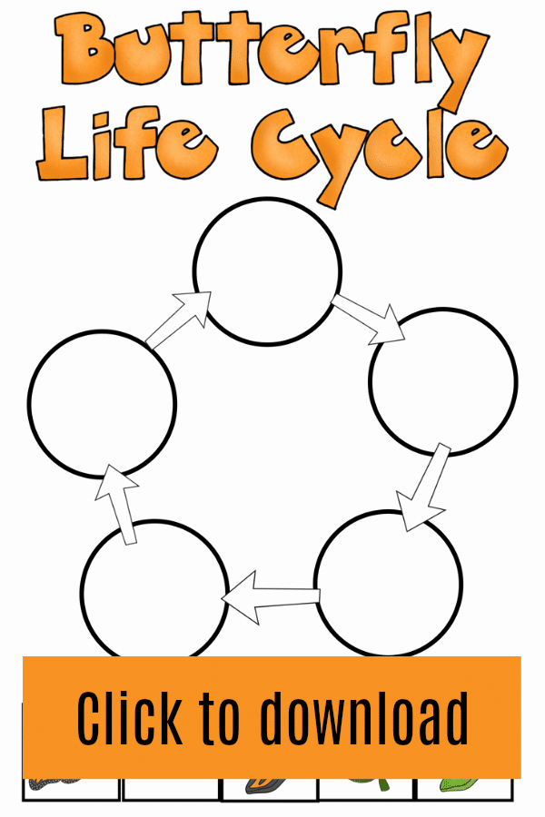Butterfly Life Cycle Worksheet Luxury butterfly Life Cycle Worksheet