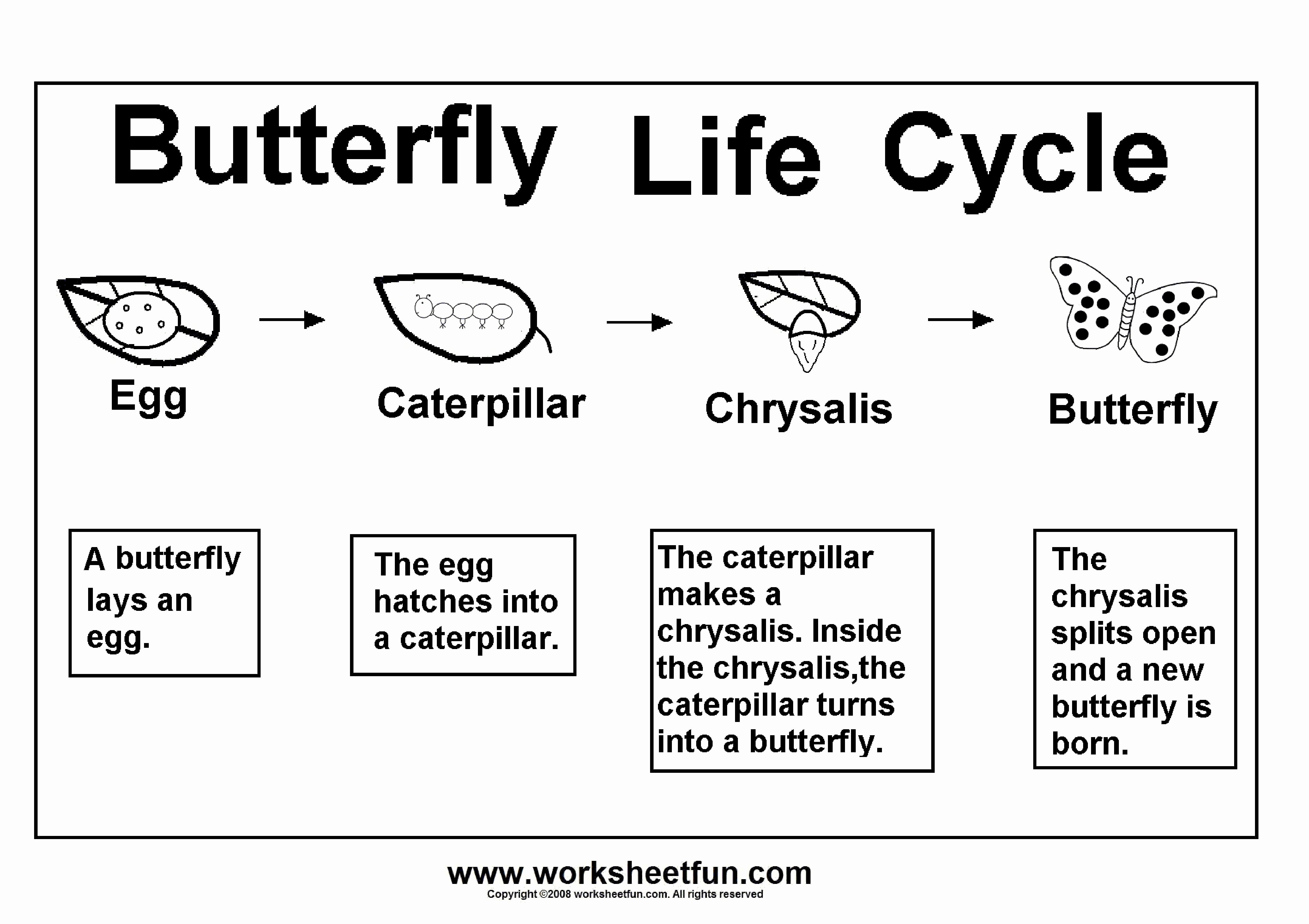 Butterfly Life Cycle Worksheet New 8 Kindergarten Worksheet Examples Pdf