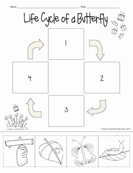 Butterfly Life Cycle Worksheet New Here S A Cute Freebie to Use with Your butterfly Life