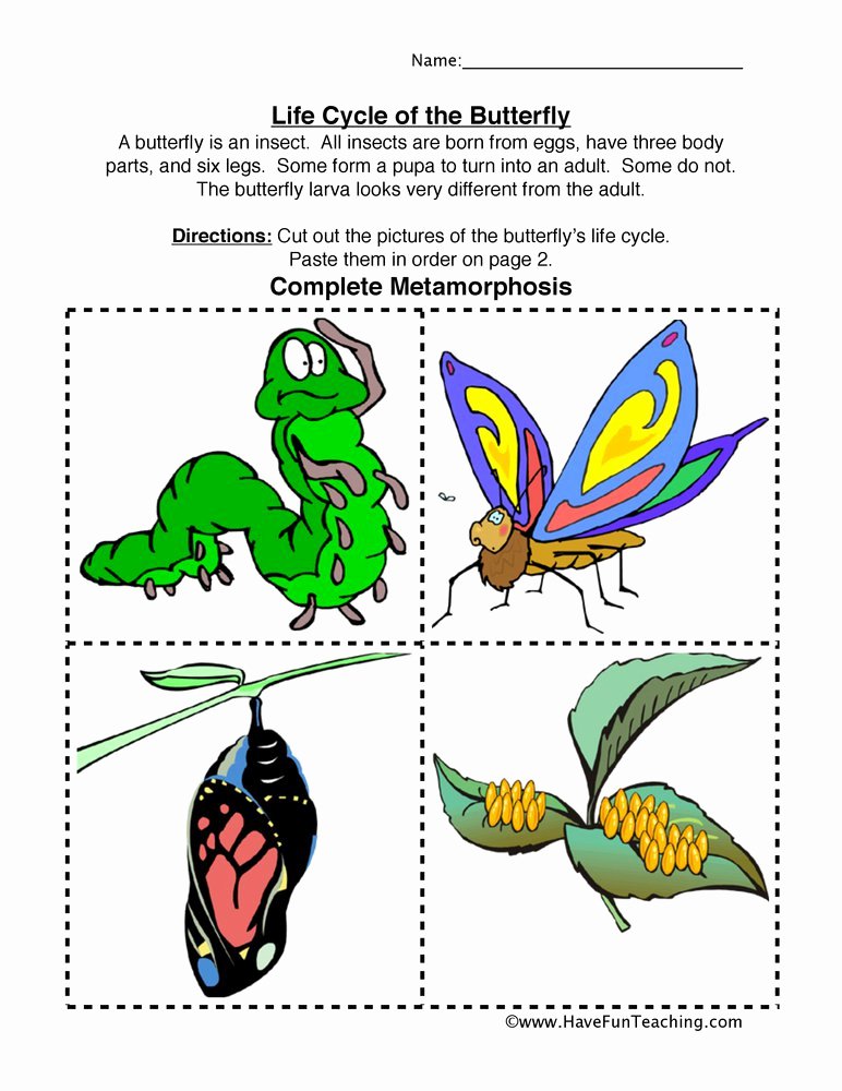 Butterfly Life Cycle Worksheet New Insect Worksheets