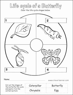 Butterfly Life Cycle Worksheet New Life Cycle Worksheets for Preschools