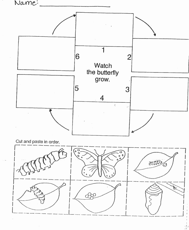 Butterfly Life Cycle Worksheet Unique Day 2 butterfly Design Challenge Elementary Life Cycles