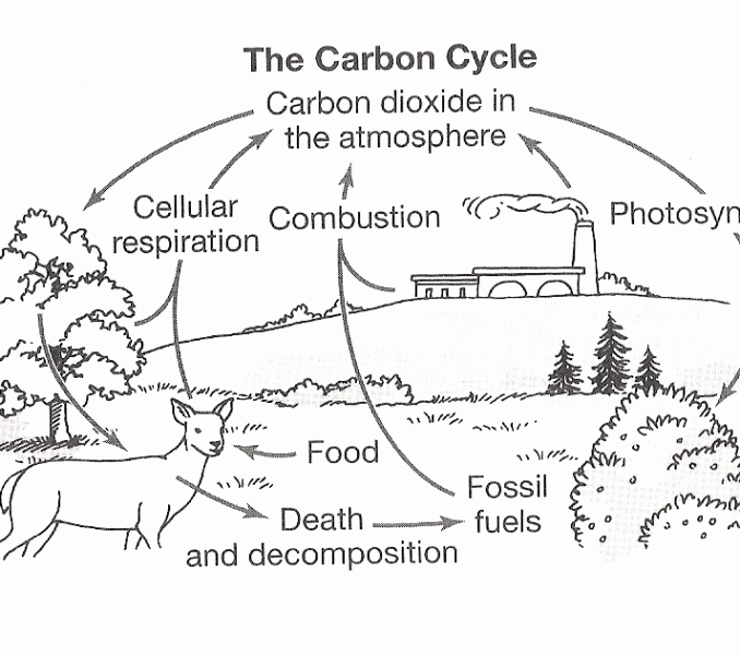Carbon Cycle Diagram Worksheet Awesome Carbon Cycle Coloring Worksheet Carbon Cycle Coloring