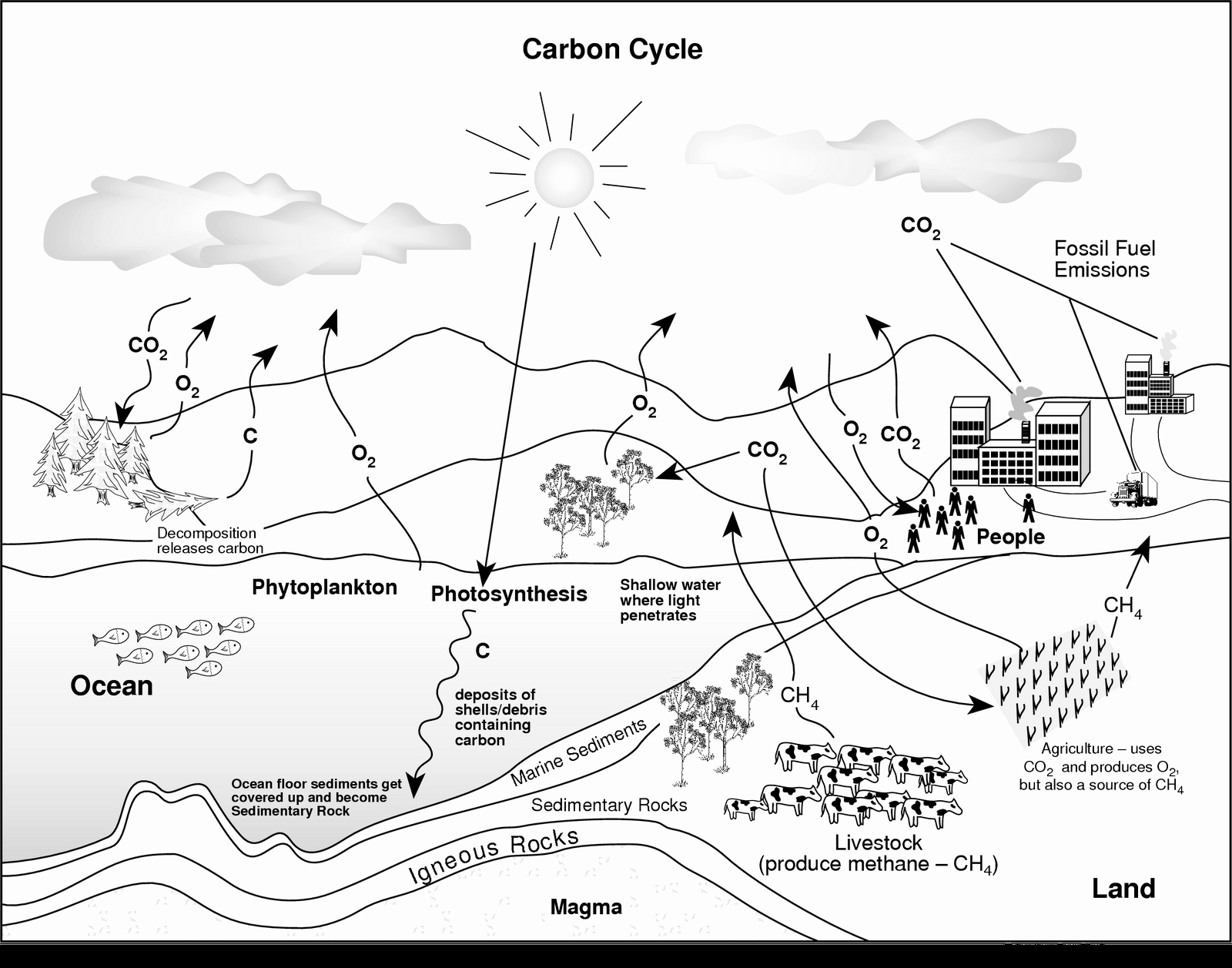 Carbon Cycle Diagram Worksheet Awesome Carbon Cycle Diagram Blank Saferbrowser Yahoo Image