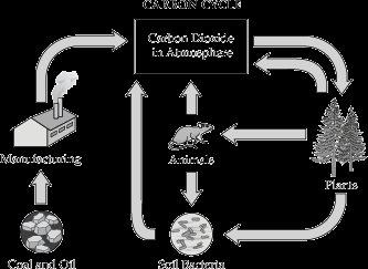 Carbon Cycle Diagram Worksheet Awesome Carbon Cycle Via Maryland Public Schools